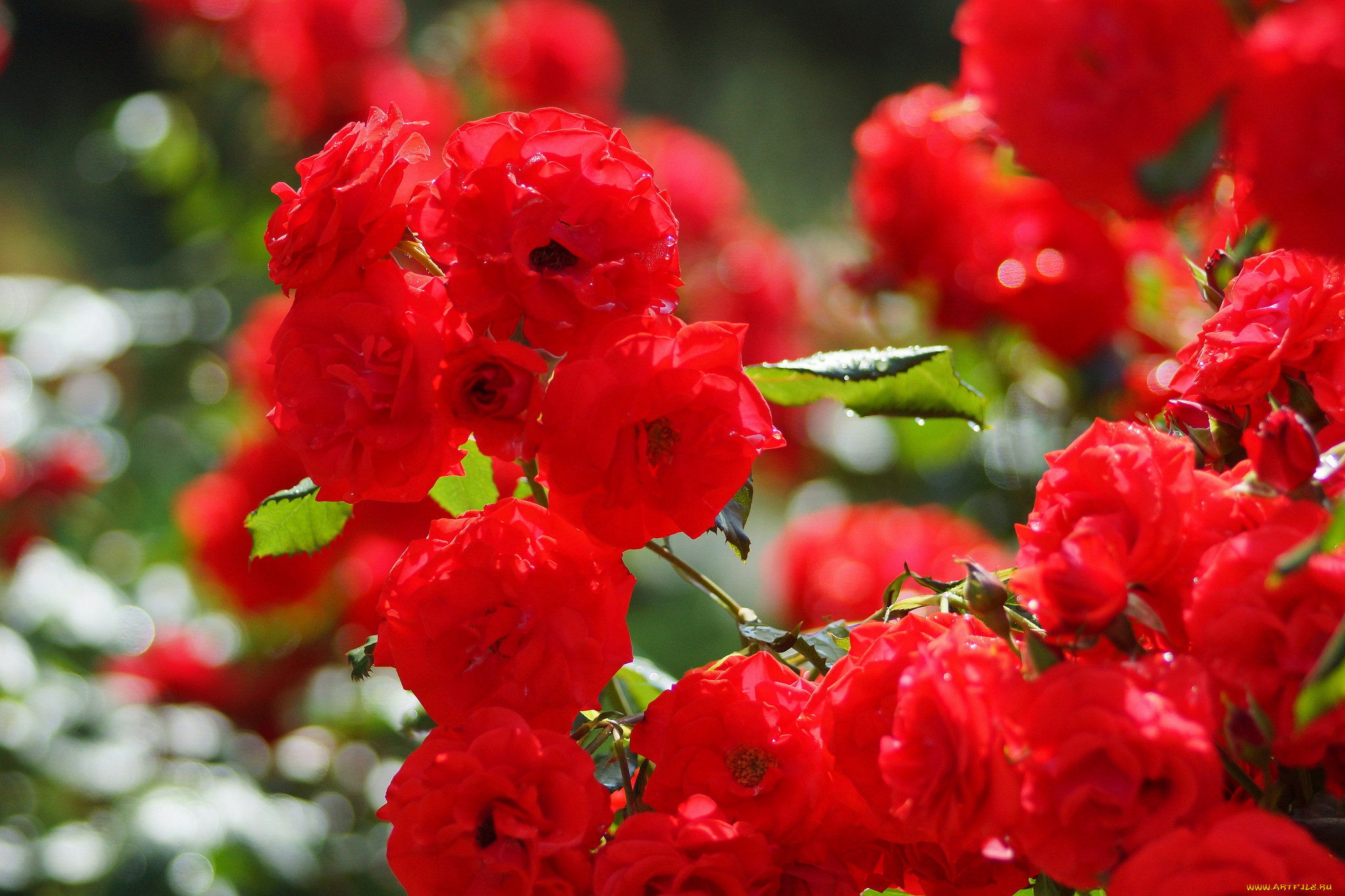 , , , , bloom, bud, , rose